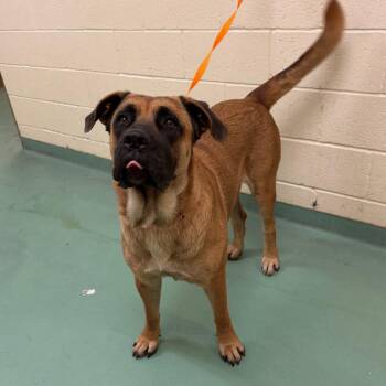 Bonibel -  Mixed Breed Dog for Adoption in Memphis, Tennessee - Bonibel | PetCurious