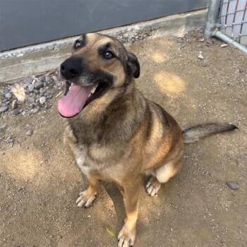 German Shepherd Dog Dogs Available for Adoption in Ontario, California - NANA | PetCurious