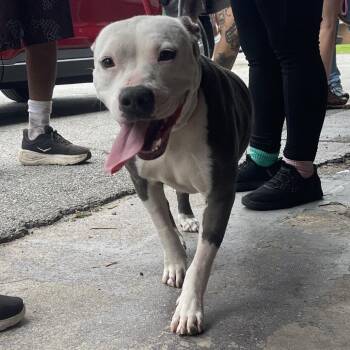 SweetPea -  Pit Bull Terrier Dog for Adoption in Savannah, Georgia - SweetPea | PetCurious