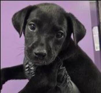 Black Labrador Retriever Dogs Available for Adoption in Thompson Falls, Montana - Juliet | PetCurious