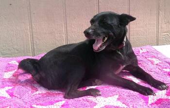 Rita -  Schipperke Dog for Adoption in Olympia, Washington - Rita | PetCurious