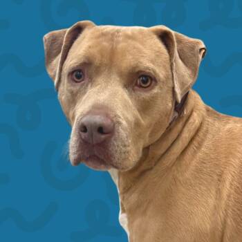 Rescue Pit Bull Terrier Dogs for Adoption in Reno, Nevada - Cappuccino | PetCurious