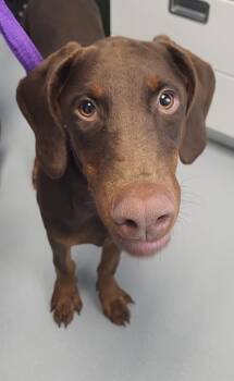 Ic-11 Lexi -  Doberman Pinscher Dog for Adoption in Lawrenceville, Georgia - Ic-11 Lexi | PetCurious