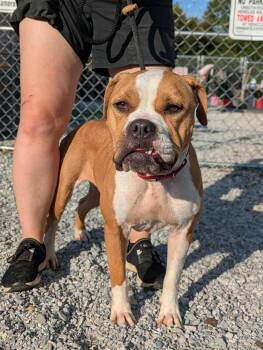 Dakota -  Mixed Breed Dog for Adoption in Huntsville, Alabama - Dakota | PetCurious