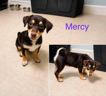 Mercy - CS -  Chihuahua Dog for Adoption in Columbia, Maryland - Mercy - CS | PetCurious