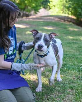 Mixed Breed Dogs Available for Adoption in Chamblee, Georgia - Mateen | PetCurious
