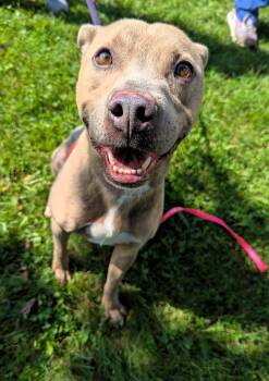 Ivan -  Pit Bull Terrier Dog for Adoption in Valparaiso, Indiana - Ivan | PetCurious