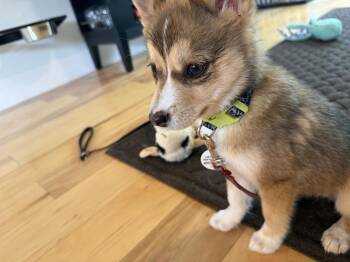 Kit -  Husky and Mixed Breed Dog for Adoption in Denver, Colorado - Kit | PetCurious