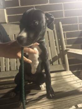 Rescue Mixed Breed Dogs for Adoption in Chamblee, Georgia - 59822337 | PetCurious