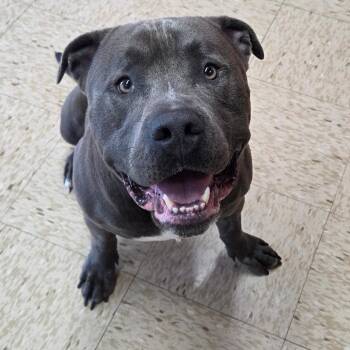 Bowser -  Pit Bull Terrier Dog for Adoption in Breese, Illinois - Bowser | PetCurious