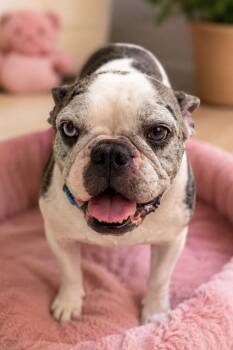 DIDI -  French Bulldog Dog for Adoption in Margate, Florida - DIDI | PetCurious
