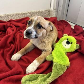 Gala -  Cattle Dog and Mixed Breed Dog for Adoption in Kanab, Utah - Gala | PetCurious