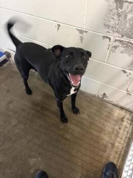 Sora -  Mixed Breed Dog for Adoption in Columbus, Indiana - Sora | PetCurious