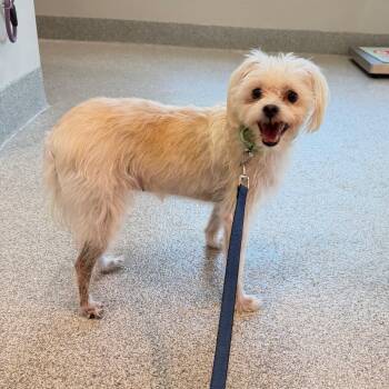 LOLA -  Maltese and Chihuahua Dog for Adoption in Englewood, Florida - LOLA | PetCurious