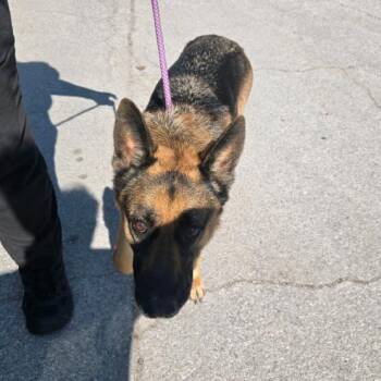 Eva Mae -  German Shepherd Dog Dog for Adoption in St. Louis, Missouri - Eva Mae | PetCurious