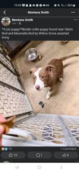 Bev -  Labrador Retriever and Shepherd Dog for Adoption in Maumelle, Arkansas - Bev | PetCurious