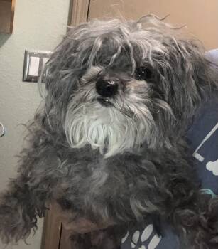 Rescue Yorkshire Terrier Dogs for Adoption in Henderson, Nevada - Leo | PetCurious