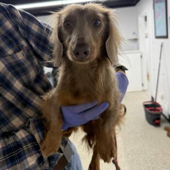 Mocha -  Dachshund Dog for Adoption in Blue Springs, Missouri - Mocha | PetCurious