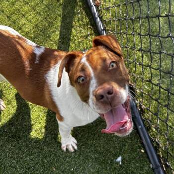 Mixed Breed Dogs Available for Adoption in Asheville, North Carolina - Nadia | PetCurious