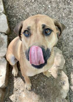 Rescue Rhodesian Ridgeback Dogs for Adoption in Paradise, Texas - Keira | PetCurious