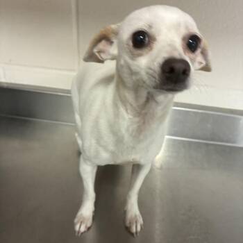 Blossum -  Chihuahua Dog for Adoption in San Antonio, Texas - Blossum | PetCurious