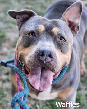 Pit Bull Terrier Dogs Available for Adoption in Shiloh, Illinois - Waffles | PetCurious