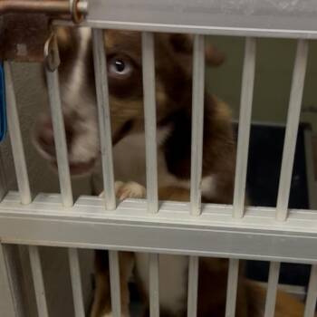 Rusty -  Australian Shepherd Dog for Adoption in Lake Jackson, Texas - Rusty | PetCurious