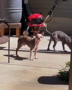Trooper -  French Bulldog and Boston Terrier Dog for Adoption in Youngstown, Ohio - Trooper | PetCurious