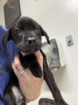 Axel -  Pit Bull Terrier and Mixed Breed Dog for Adoption in Pequot Lakes, Minnesota - Axel | PetCurious