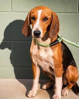 REBA -  Mixed Breed Dog for Adoption in Jacksonville, Florida - REBA | PetCurious