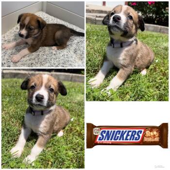 Snickers -  Mixed Breed Dog Available for Adoption in Spring Hill, Tennessee - Snickers | PetCurious