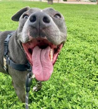Hugo -  Mixed Breed and Pit Bull Terrier Dog for Adoption in Austin, Texas - Hugo | PetCurious