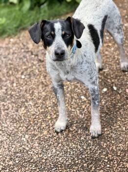 Australian Shepherd and Beagle Dogs Available for Adoption in Watertown, Connecticut - Abigail (Abby) | PetCurious
