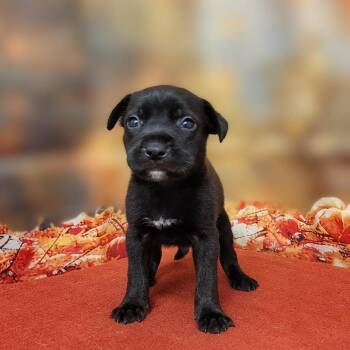 Biggs -  Labrador Retriever and Mixed Breed Dog for Adoption in Griswold, Connecticut - Biggs | PetCurious