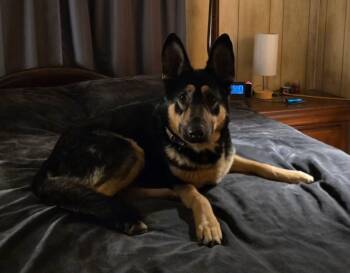 German Shepherd Dog and Husky Dogs Available for Adoption - Ruger | PetCurious