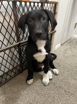 Labrador Retriever and Great Pyrenees Dogs Available for Adoption in Tulsa, Oklahoma - Johnny | PetCurious