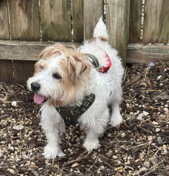 Flare -  Terrier Dog for Adoption in Ellicott City, Maryland - Flare | PetCurious