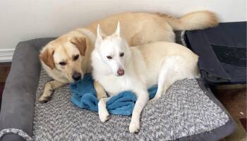 Pomeranian Dogs Available for Adoption - Norway | PetCurious