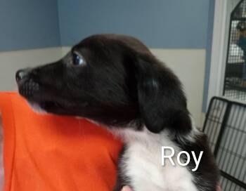 Border Collie Dogs Available for Adoption in Maynardville, Tennessee - Roy | PetCurious