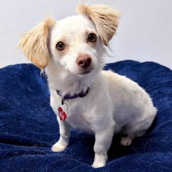 Shondra -  Mixed Breed Dog for Adoption in Medford, Oregon - Shondra | PetCurious
