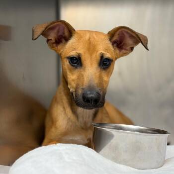 Rat Terrier and Whippet Dogs Available for Adoption in Council Bluffs, Iowa - Freddy | PetCurious