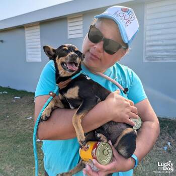 Froyo -  Chihuahua Dog for Adoption in Washington, District Of Columbia - Froyo | PetCurious
