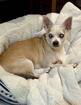 Rescue Chihuahua Dogs for Adoption in Bethel, Connecticut - Marshall | PetCurious