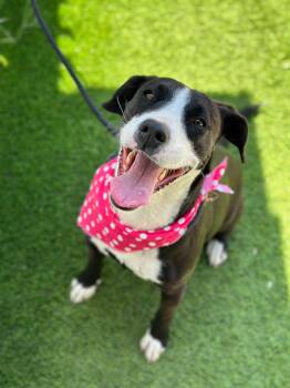 Rescue Labrador Retriever and Pit Bull Terrier Dogs for Adoption in San Diego, California - HAVANA | PetCurious