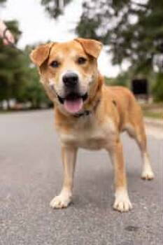 Rescue Labrador Retriever Dogs for Adoption in Holly Springs, North Carolina - Jack O | PetCurious