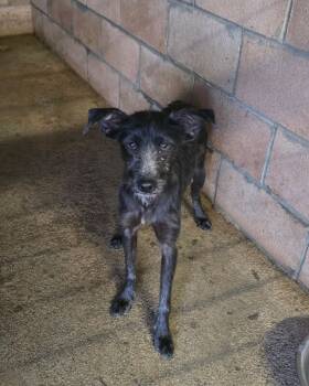 Rescue Terrier and Mixed Breed Dogs for Adoption in Severance, Colorado - Billie Jean | PetCurious