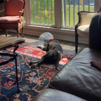 Mountain Cur and Mixed Breed Dogs Available for Adoption in Nashville, Tennessee - Storm | PetCurious