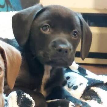 Terrier Dogs Available for Adoption in Colorado Springs, Colorado - Brad | PetCurious