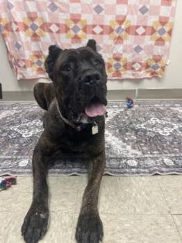 Juno -  Mixed Breed Dog for Adoption in Hamilton, Ohio - Juno | PetCurious