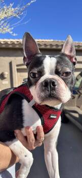 Boston Terrier Dogs Available for Adoption - Scooter | PetCurious